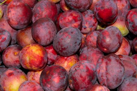 Red plum, gathered in the garden area の写真素材