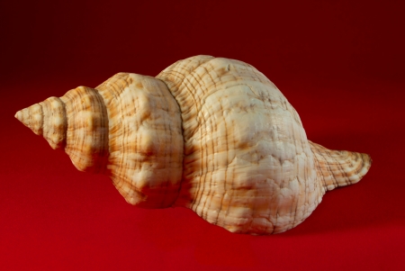 A seashell, isolated on a red background 