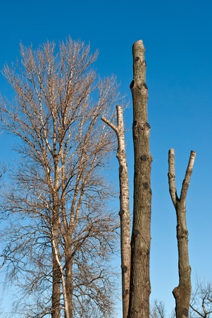 A late spring in the city of Saint-Petersburg  Young and old trees are ready for the summer season の写真素材