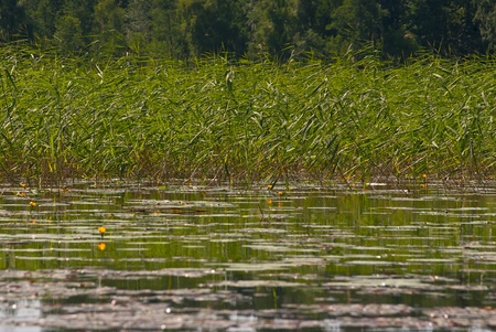 Breg lake, overgrown by sedge warm summer day の写真素材
