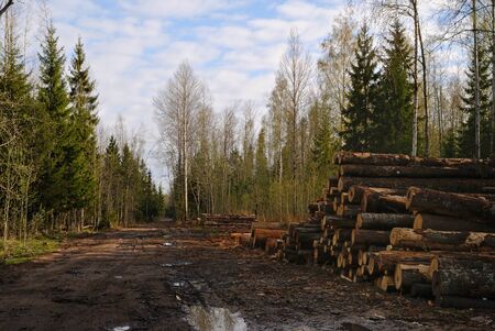 Forest road with puddles and harvested logs from the forest on a Sunny summer day.