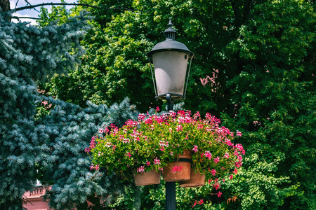 Street lamp decorated with flowers in pots, on the background of blue spruce and green trees.の写真素材