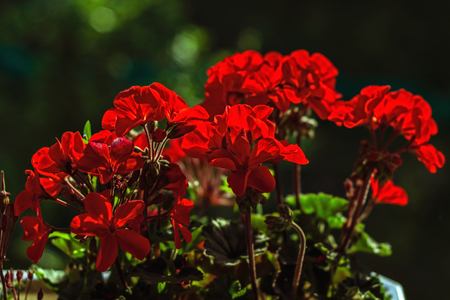 Bright red geranium flowers on a dark green background. Focus on located on foreground colors.の写真素材