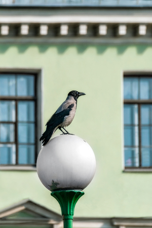 Crow sitting on a round plafond street lamp made of matte white glass against the wall of the building green.の写真素材