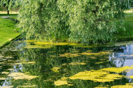 Pond in the city park of Rakvere in Estonia covered with yellow duckweed with willow in the background.の写真素材