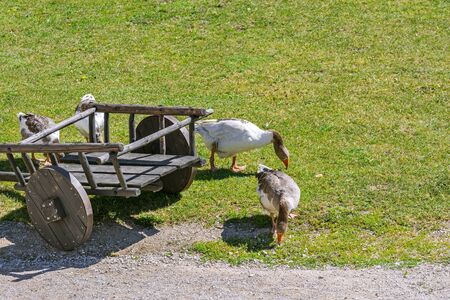 Family of domestic geese grazing near an old cart on the lawn in the courtyard of the old castle in Rakvere.の写真素材