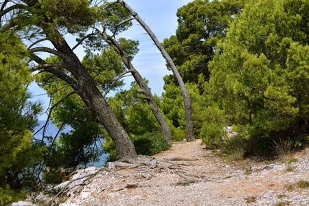Path in the forest. Old mighty trees leaned toward the sea on the Istrian peninsula in Croatia.の写真素材