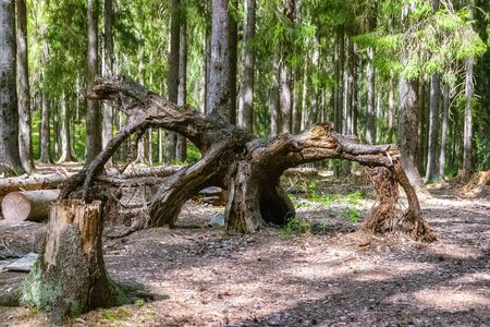 Huge, spreading root of an old tree that had been cut down was spread out in the forest on the ground covered with needles and pine cones.の写真素材