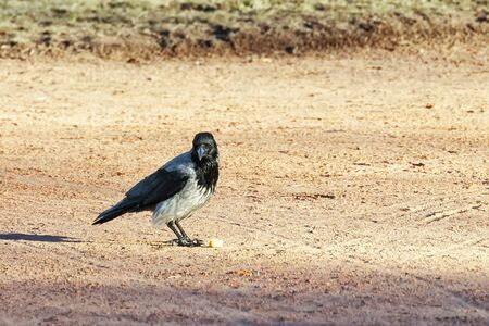 Black crow photographed against a red sand footpath.の写真素材