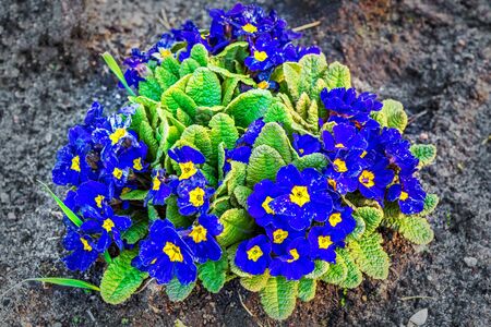 Bush of garden primrose flowers in bright blue, growing on a bed against the ground.の写真素材