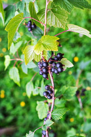 Bunches of ripe black currants, edible berries on the bushes in the garden.