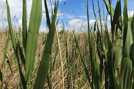 View of reed and sedge stalks on Lake Balaton against a background of blue sky.