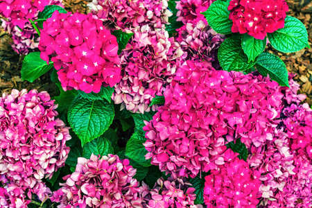 Bushes of hydrangea paniculata pink with bright green leaves for use as an abstract background and...