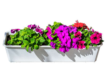 Petunia flowers of bright lilac color with green leaves in a white box isolated on a white background.の写真素材