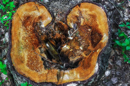Wood texture of cut wood on an old weathered rotten stump with large cracks close-up. For use as...