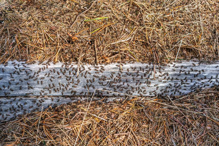 Forest ants crawl on an old wooden surface in their anthill.