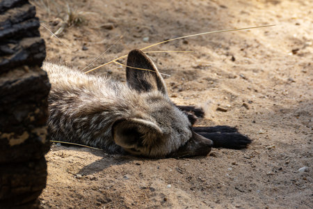 Jackal rests lying on the warm sand on a summer sunny day.の写真素材