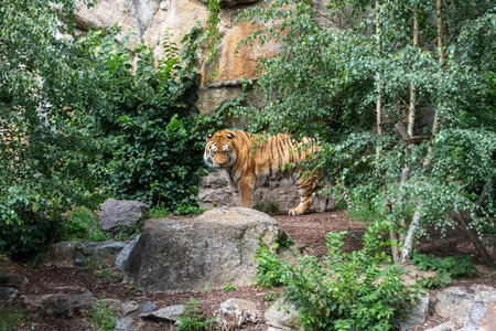 Tiger walks among the trees in a rocky area on a bright sunny day.の写真素材