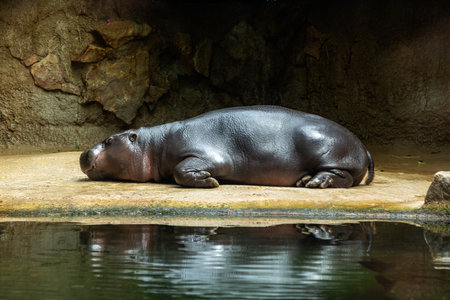 Large black hippo is resting on the shore of a pond.