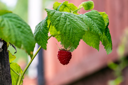 Red juicy raspberry berry hangs on the bush, amongst the green Red juicy raspberry berry hangs on...