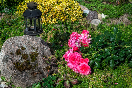 Briar branch with pink flowers lies on the green grass next to a gray stone covered with moss.の写真素材