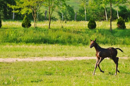 beautiful animal horse outdoor run and have funの写真素材