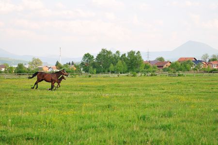 beautiful horse in nature run and have family relatinshipの写真素材