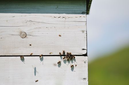 bee home at meadow with flowers and fresh green grass on spring seasonの写真素材