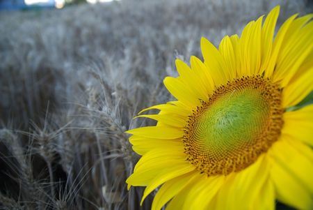 sunflower closeup with wheat in background        (NIKON D80; 6.7.2007; 1/80 at f/3.2; ISO 400; white balance: Auto; focal length: 20 mm)の写真素材