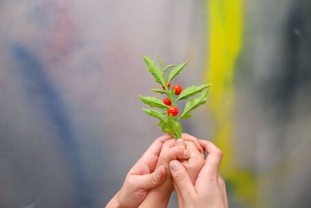 growth concept with small plant in handの写真素材