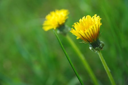 flower nature green grassの写真素材