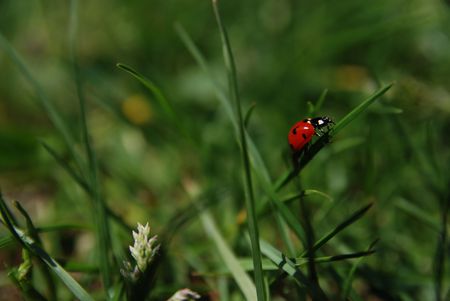                 ladybird  on grass                      の写真素材