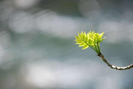 new growth