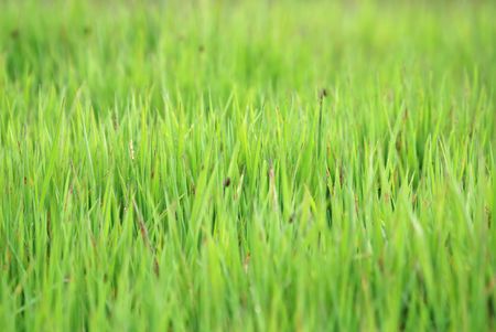grass backgroundの写真素材