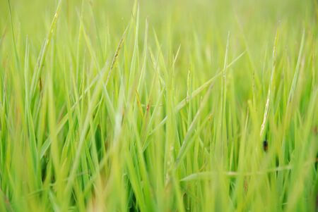 grass backgroundの写真素材