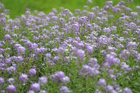 purple flower background