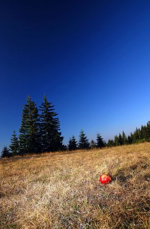 apple in natureの写真素材