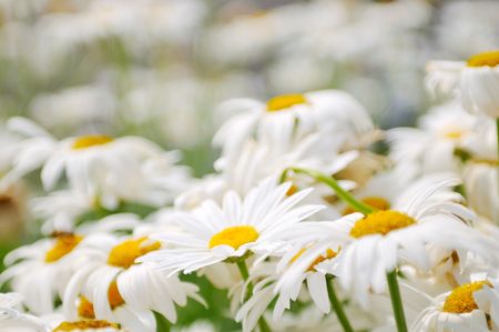 daisy flower backgorund closeup の写真素材