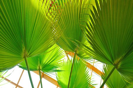 modern home roof wood roof construction with many windows blue sky and green palm leafs