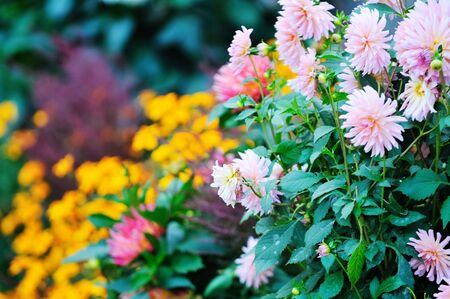 flower background in many colors outdoor in natureの写真素材
