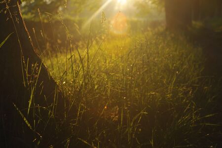 beautiful fresh morning with sun rays and dramatic lightの写真素材