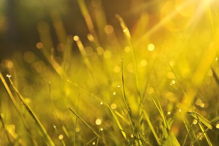 beautiful fresh morning with sun rays and dramatic lightの写真素材