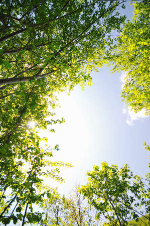 beautiful sunset in nature landscape with scenic colorsの写真素材