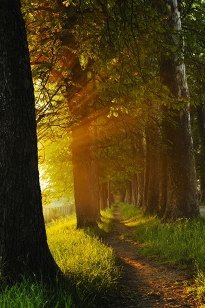 beautiful fresh morning with sun rays and dramatic lightの写真素材