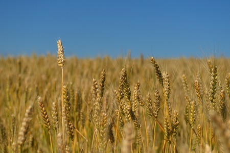 Golden wheat field with blue sky in backgroundの写真素材