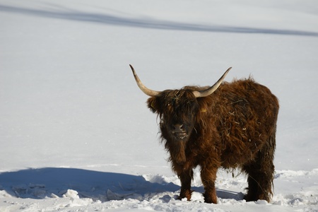 nature scene with cow animal at winter with snow  mountain landscape in background