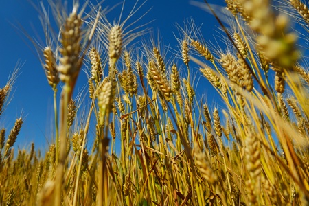 Golden wheat field with blue sky in backgroundの写真素材