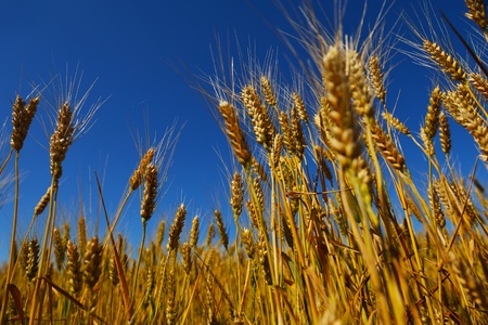 Golden wheat field with blue sky in backgroundの写真素材