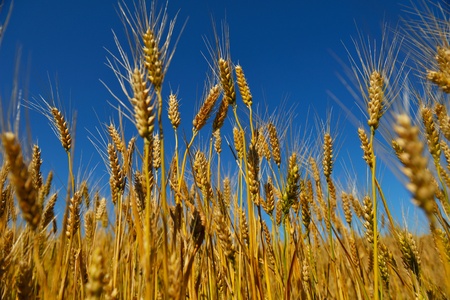 Golden wheat field with blue sky in backgroundの写真素材