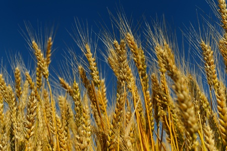 Golden wheat field with blue sky in backgroundの写真素材